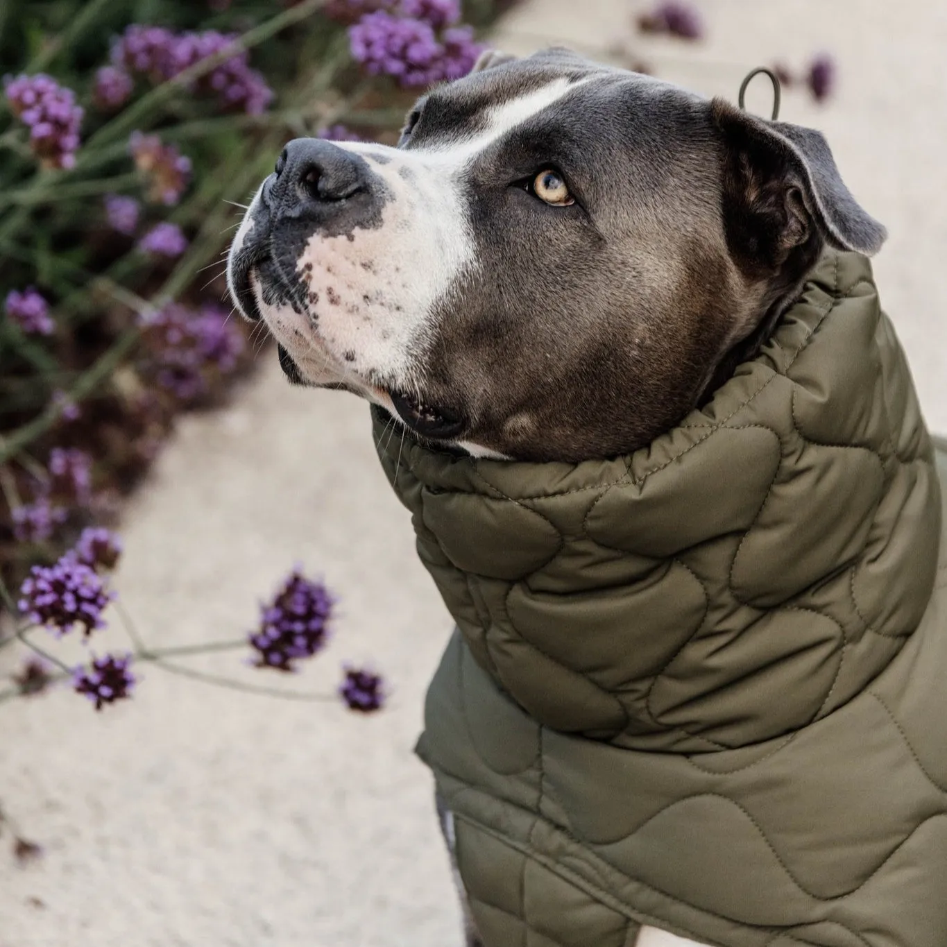 Kentucky - Impermeabile per cani Pina