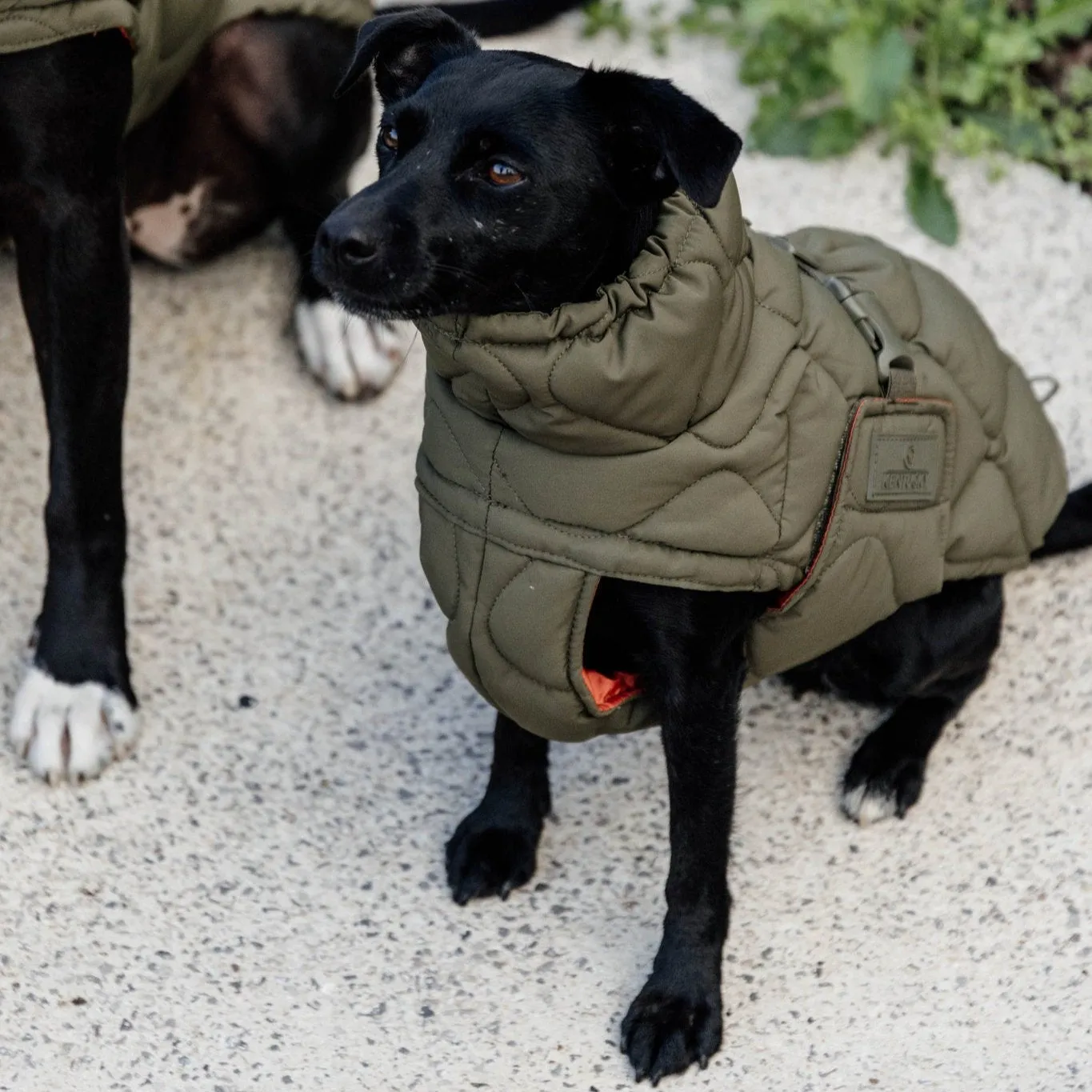 Kentucky - Impermeabile per cani Pina