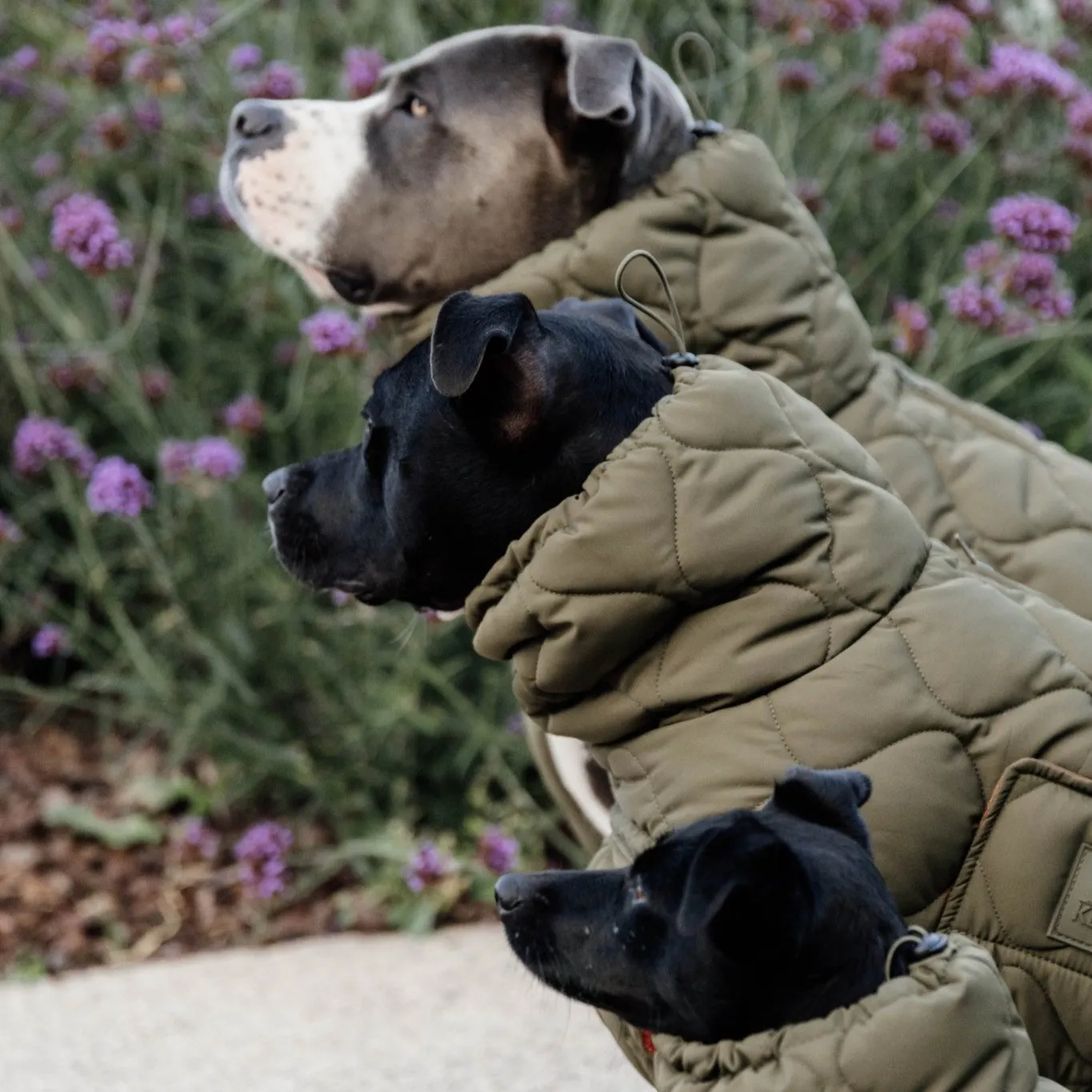 Kentucky - Impermeabile per cani Pina